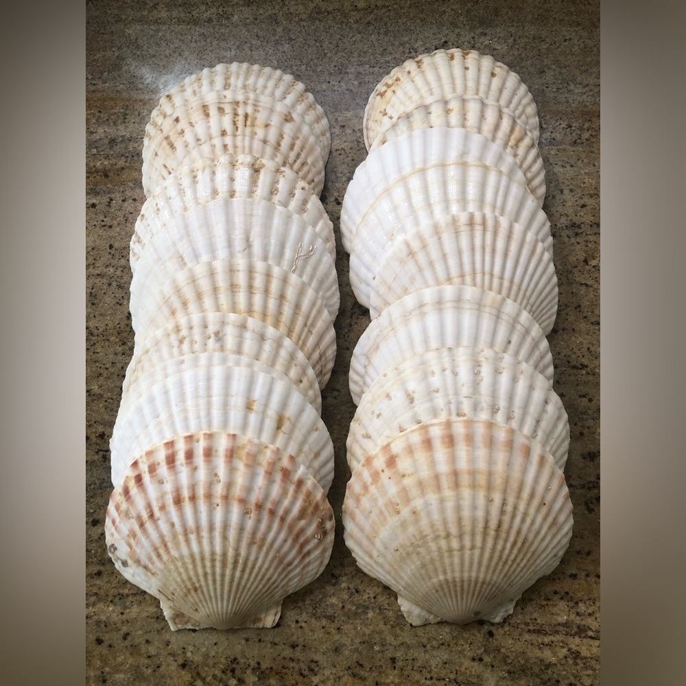 Natural Scallop Clam Shell Appetizer Plates (Luau, Seafood Party ) - Set Of 20 - Picture 3 of 17